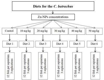 Effects of dietary supplementation of Zn-nanoparticles on the growth performance and nutritional quality of Asian catfish, Clarias batrachus